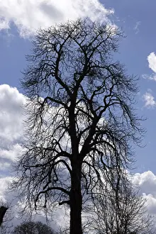 European Cloudscape Photography Drucke: Silhouettes, tree, clouds, sky