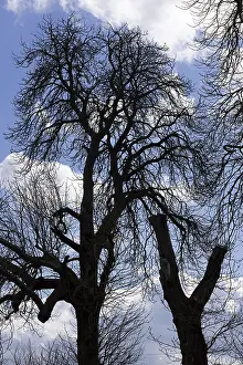 European Countryside Landscape Drucke: Silhouettes, trees, clouds, sky