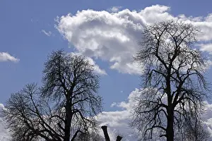 Overcast British Skies Drucke: Silhouettes, trees, clouds, sky