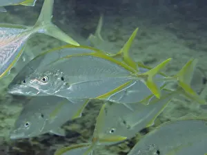 Makrele Drucke: Silberfische mit gelben Markierungen.