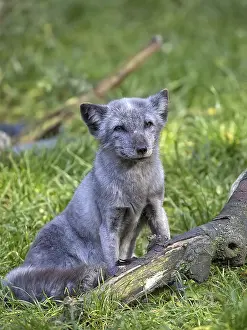 Wild Animal Habitat Conservation Drucke: Silver fox in a clearing in the forest