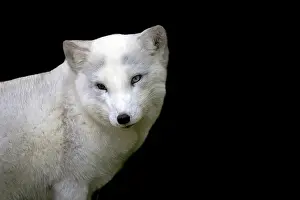 Wild Animal Head Shot Drucke: Silver fox a portrait on a black background