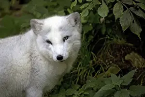 Predator Mammal Images Drucke: Silver fox, a portrait in a clearing