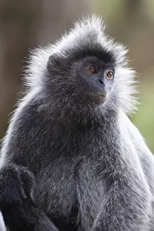 Malaysia Travel Photography Drucke: Silver leaf monkey at Melawati Hill