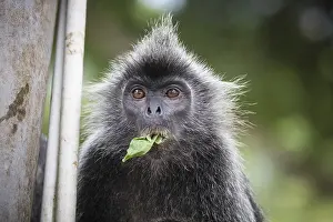 No People Open Air Landscapes Drucke: Silver leaf monkey at Melawati Hill
