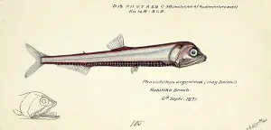 Silberlichtfisch Silbersleucte Photichthys argentius Lichtturmfish Fische Nachbildung einer Originalarbeit von Frank Edward Clarke (* 1849, † 1899), Ichthyologe und wissenschaftlicher Zeichenmaler