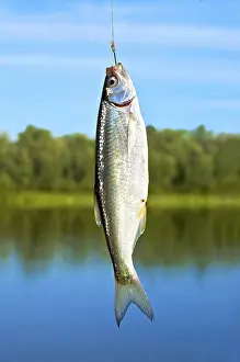 Drucke von Silberne kleine Fische auf einem Haken gegen den blauen Himmel, Flüsse und grüne Bäume Elritze Drucke: Silberne kleine Fische auf einem Haken gegen den blauen Himmel.