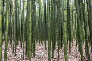 Asian Landscape Photography Drucke: Simnidaebat bamboo forest