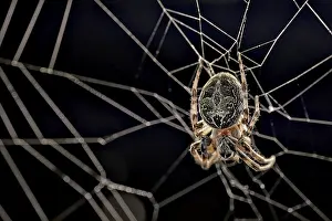 Swiss Wildlife Photography Drucke: Simple shot, macro, spider waiting in the web
