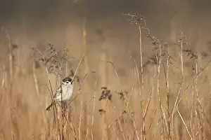 UNESCO World Natural Heritage Site Austria Drucke: Singing on a thin blade of grass