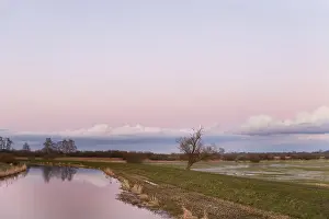 Pink Sky At Dusk Drucke: A single bare willow tree (Salix spec)