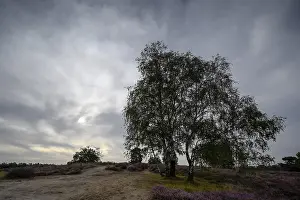Haltern Am See Travel Photography Drucke: Single birch in a heath landscape