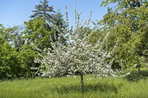 Deciduous Tree In Bloom Drucke: A single blooming tree in a meadow