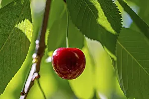 Fruit Tree Images Drucke: A single cherry on a cherry tree