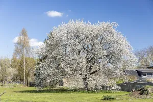 German Springtime Scene Drucke: Single cherry tree (prunus) in blossom