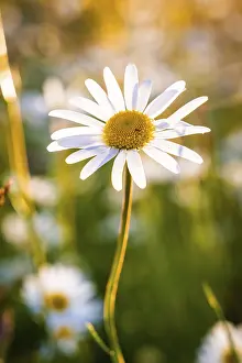 Central Europe Blossom Drucke: Single daisy in sunlight with blurred background