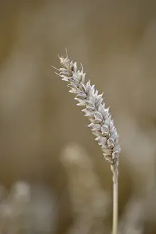 Wheat Field Drucke: Single ear of wheat (Triticum)