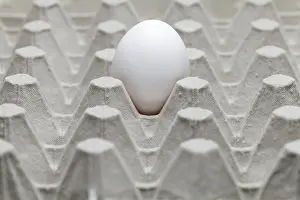 Chicken Egg Nutrition Drucke: Single egg in an egg carton