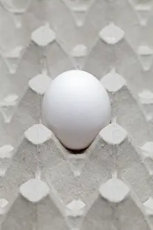Studio Background Food Images Drucke: Single egg in an egg carton