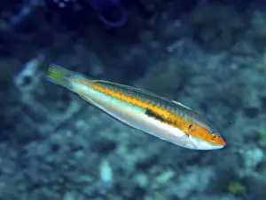 Cori Drucke: Ein einzelner Fisch mit einer auffälligen orangen Linie.