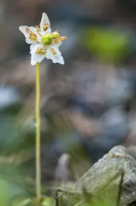 Finnish Nature Photography Drucke: Single-flowered wintergreen, Ericaceae