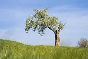 German Meadow In Spring Drucke: Single flowering tree in a meadow in spring
