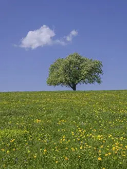 Deciduous Tree In Bloom Drucke: Single fruit tree on dandelion meadow