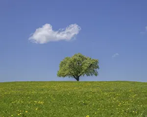 Solitary Tree Drucke: Single fruit tree on dandelion meadow