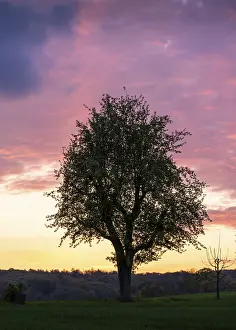 Colorful Evening Sky Germany Drucke: A single fruit tree in a meadow in spring