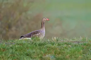 European Waterfowl Species Drucke: Single goose in a meadow with soft