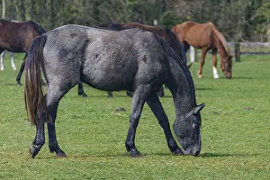 Animal Feed In Nature Drucke: A single horse eats grass in a wide