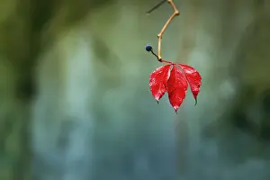 Wild Vine Drucke: Single leaf with fruit cluster