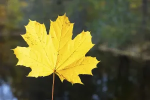 Autumn Color Drucke: The single leaf glows yellow in the sun
