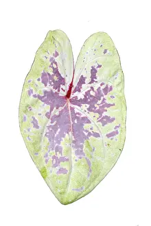 Ornamental Indoor Plant Drucke: Single leaf of pink