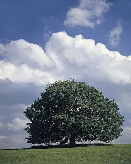Lonely Tree Drucke: Single limetree - summer