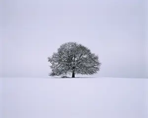 Snowy Linden Tree Drucke: Single limetree - winter