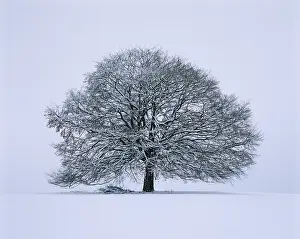 Snowy Linden Tree Drucke: Single limetree - winter