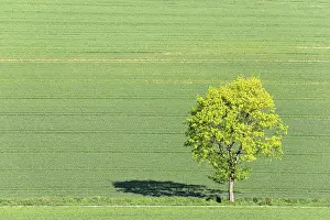 Deciduous Tree North Rhine Westphalia Drucke: Single Maple (Acer) at the wayside in the field