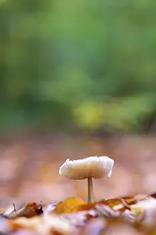 North Rhine Westphalia Botany Drucke: Single mushroom in beech foliage