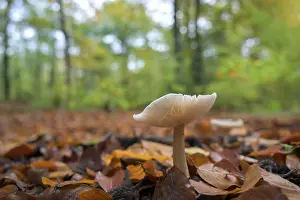 Mushroom In Beech Forest Drucke: Single mushroom in beech foliage