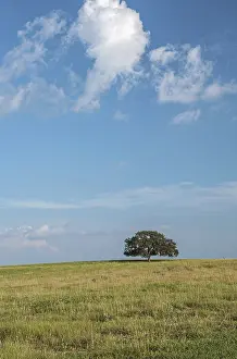 Oak Tree Landscape Drucke: Single oak tree in an open field