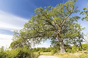 Deciduous Tree Near Water Drucke: Single old tree, oak (quercus)