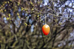 Christian Tradition In Germany Drucke: Single orange Easter egg hanging outside on a bare bush