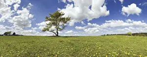 Springtime In Southern Germany Drucke: Single pine with cloudy sky at Titting
