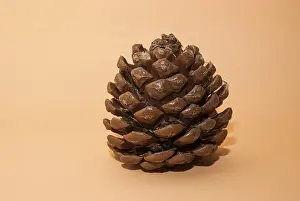 Coniferous Tree Photo Drucke: Single pine cone, cropped against a beige background