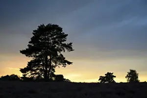 German Nature Reserve Landscape Photo Drucke: Single pine tree in front of evening sky