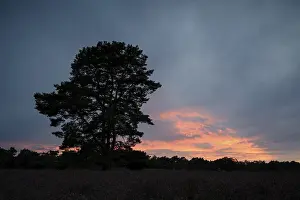 Evening Sky Germany Drucke: Single pine tree in front of evening sky
