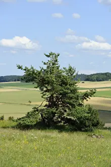Agricultural Landscape Europe Drucke: Single pine tree on a green meadow with fields in the background