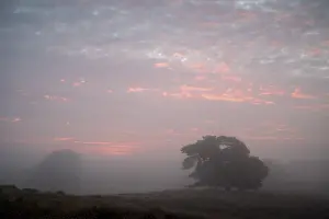 Coniferous Tree Landscape Photography Drucke: Single pine tree in front of sunrise