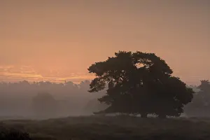 Sunrise In Germany Drucke: Single pine tree in front of sunrise